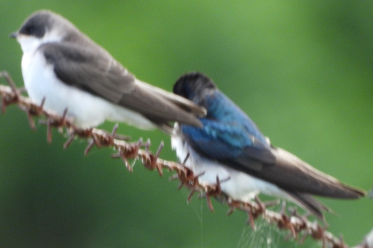 Tree Swallow - ML620890598