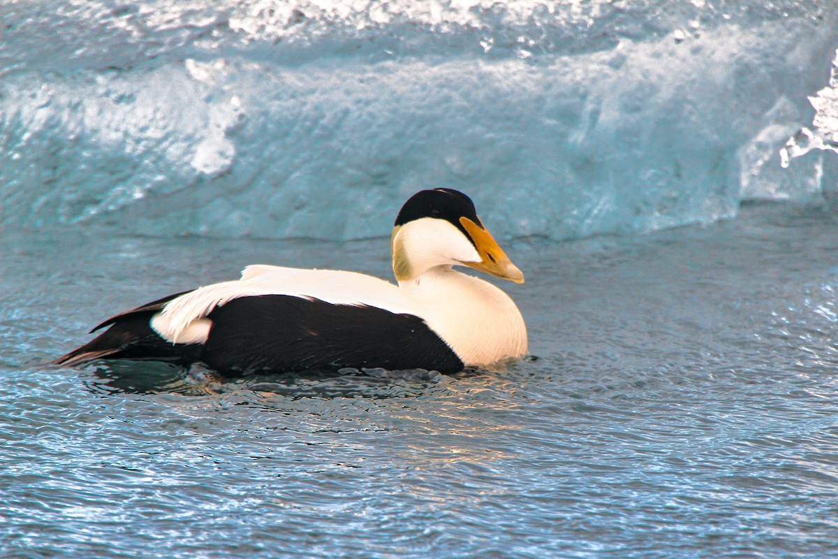 Common Eider - ML620890601