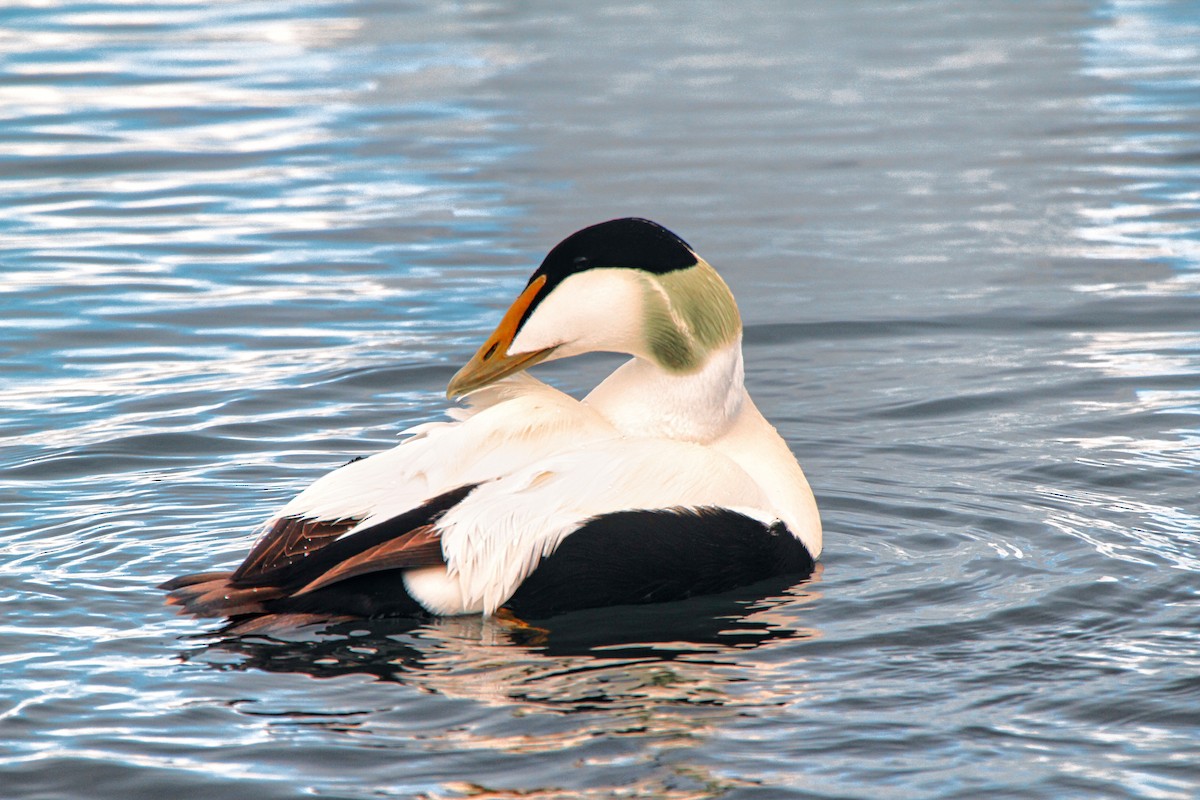 Common Eider - ML620890603