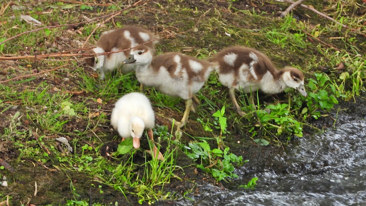 Egyptian Goose - ML620890604