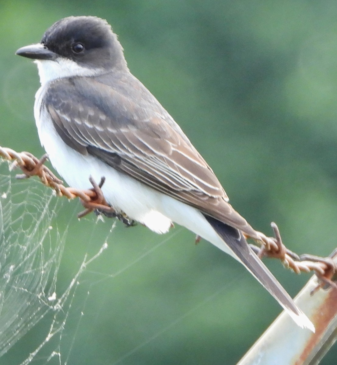 Eastern Kingbird - ML620890605