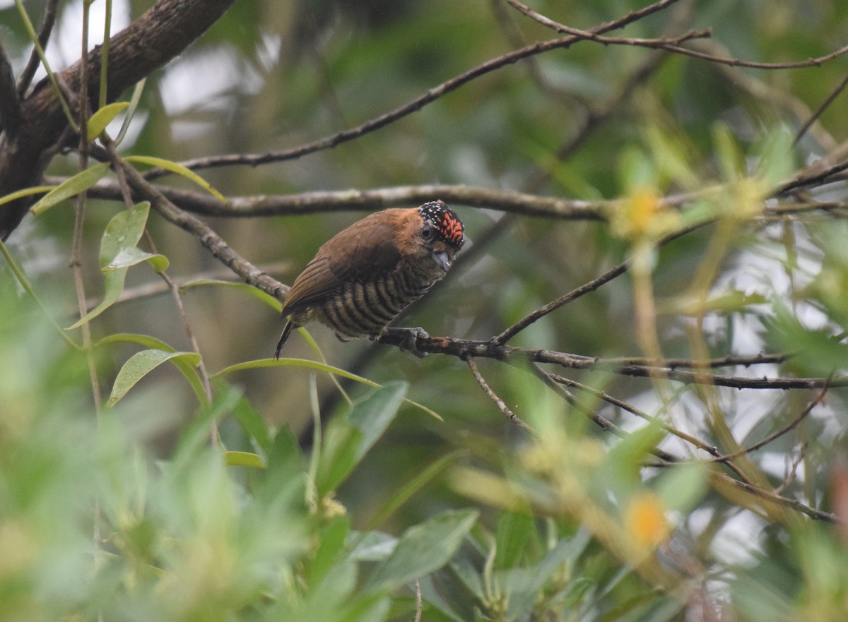 Ochre-collared Piculet - ML620890606