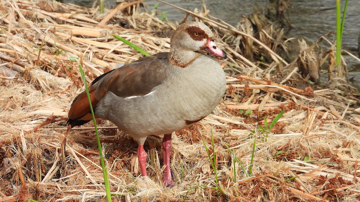 Egyptian Goose - ML620890607