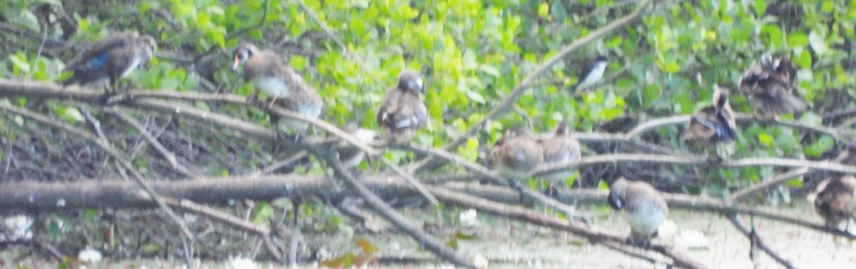 Wood Duck - ML620890621