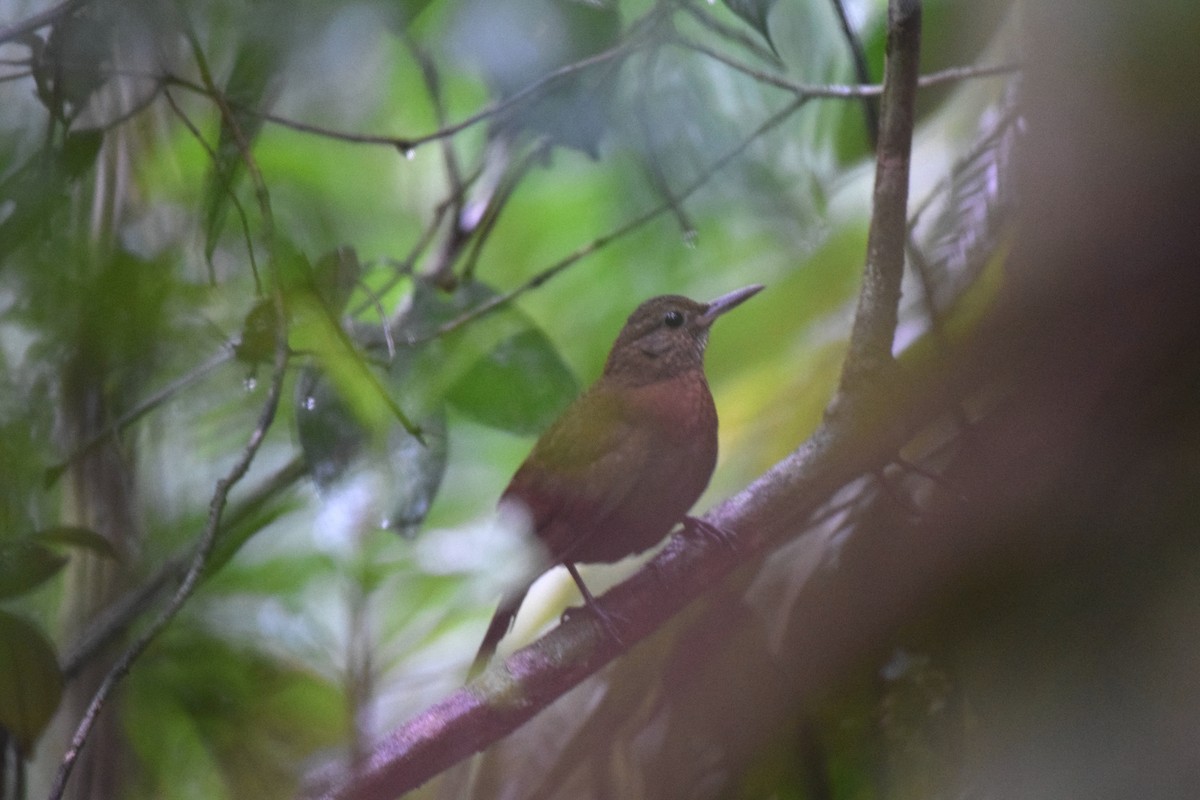 Rufous-breasted Leaftosser - ML620890623