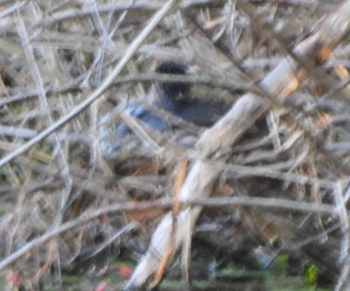 Pied-billed Grebe - ML620890624