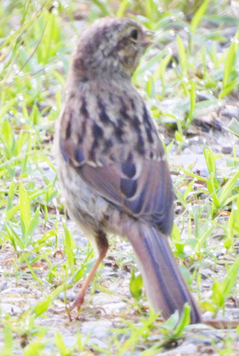 Song Sparrow - ML620890630