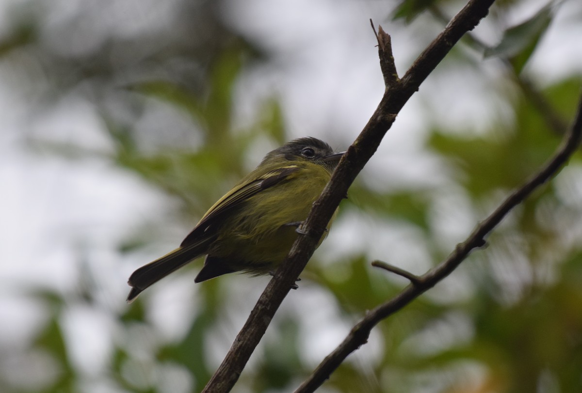 Yellow-olive Flatbill - ML620890631