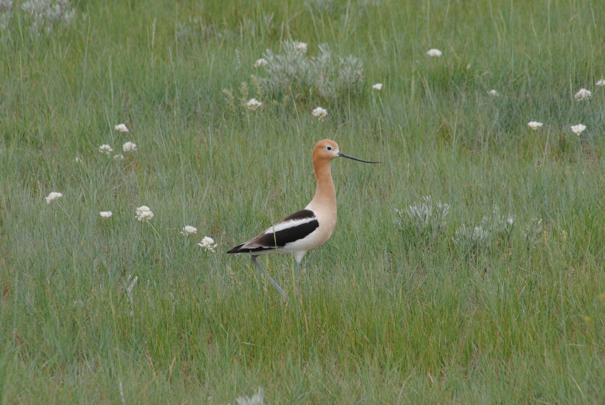 American Avocet - Alyssa DeRubeis