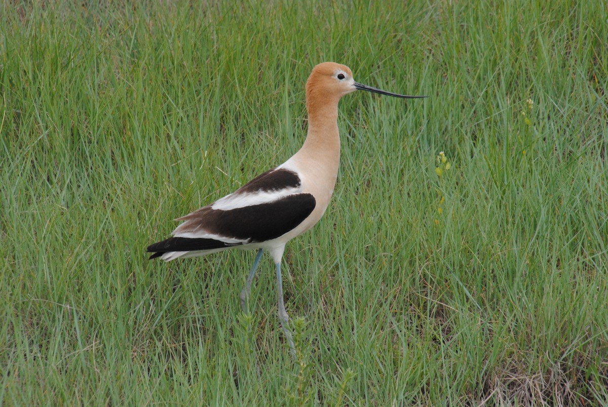 American Avocet - ML620890634