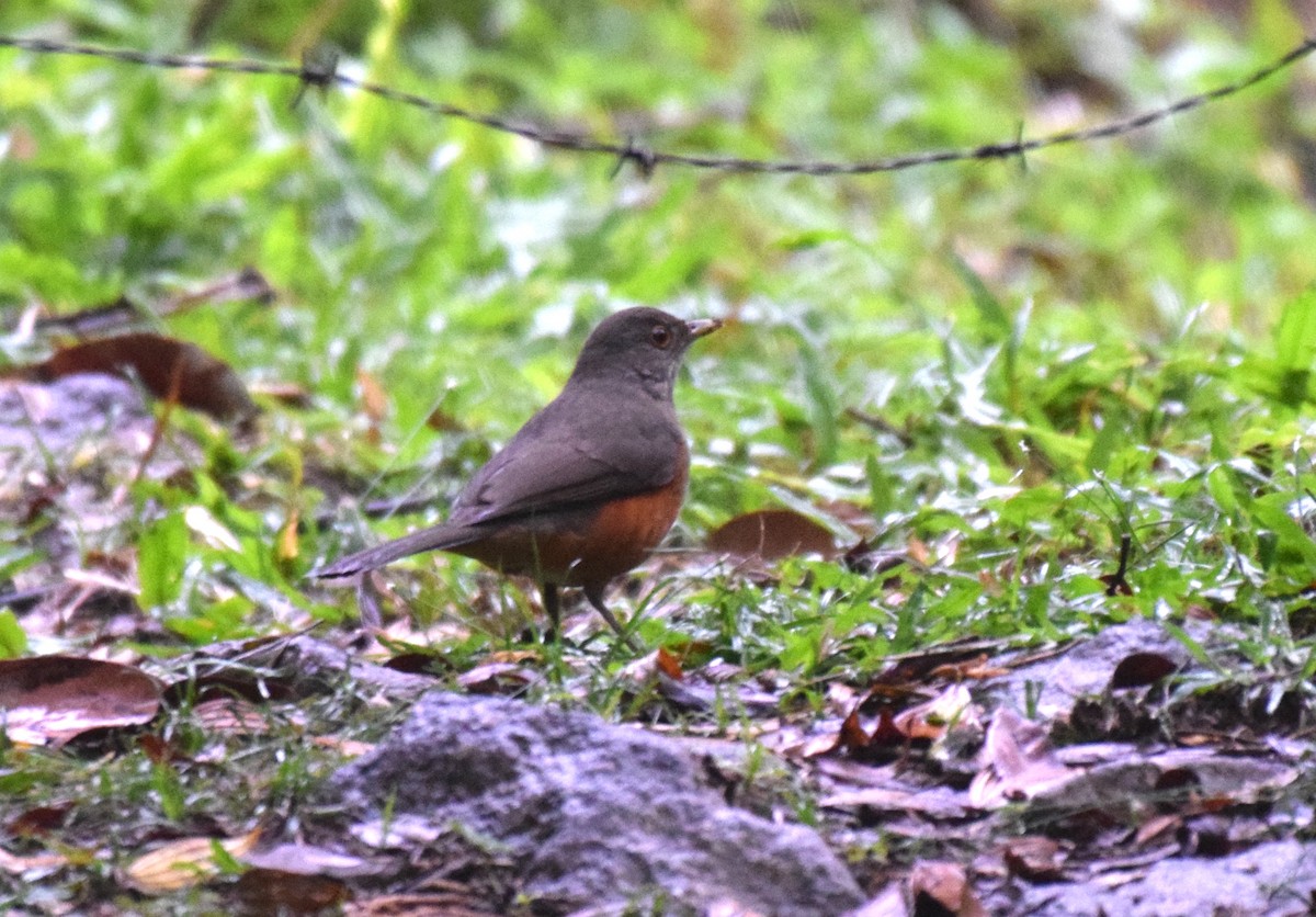 Rufous-bellied Thrush - ML620890647