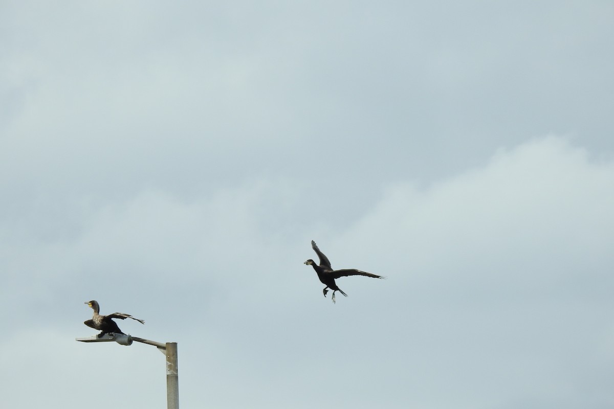 Great Cormorant - ML620890648