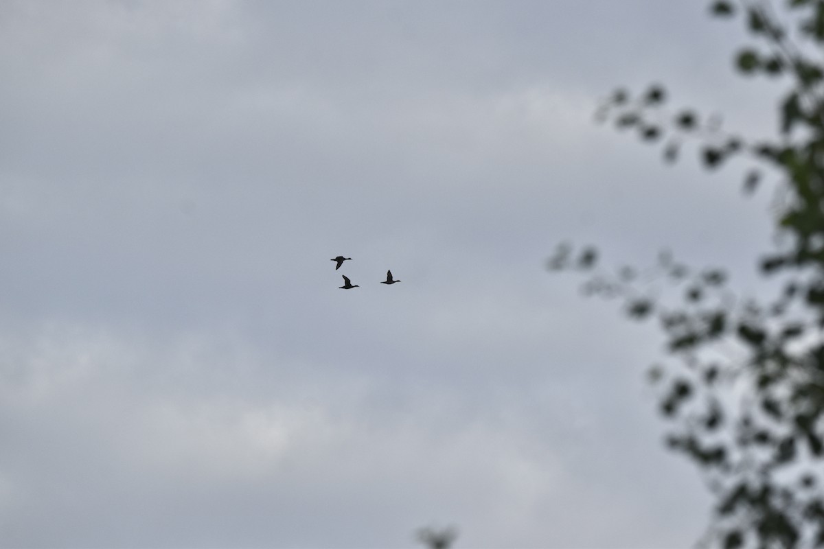 Wood Duck - ML620890650