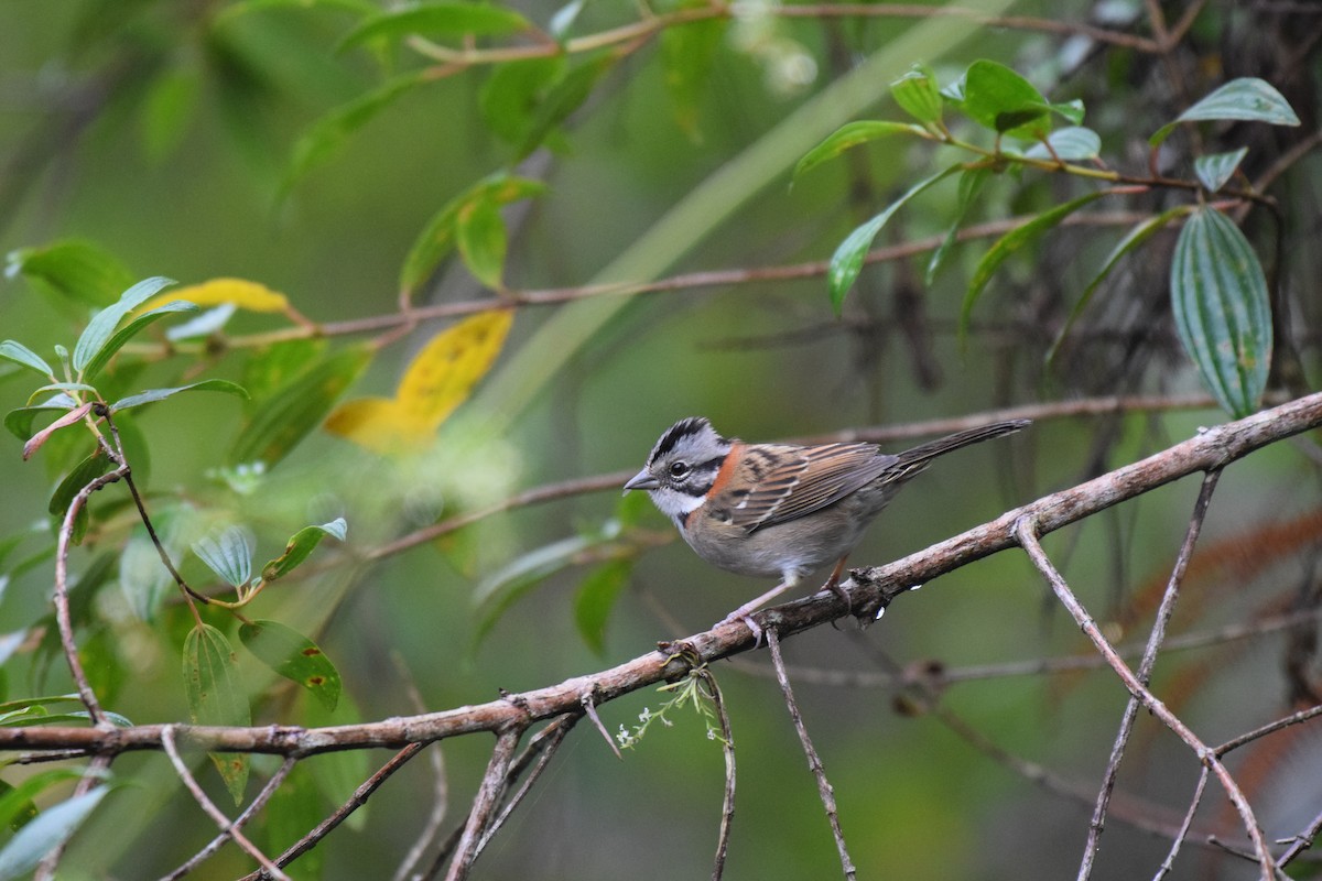 Rufous-collared Sparrow - ML620890651