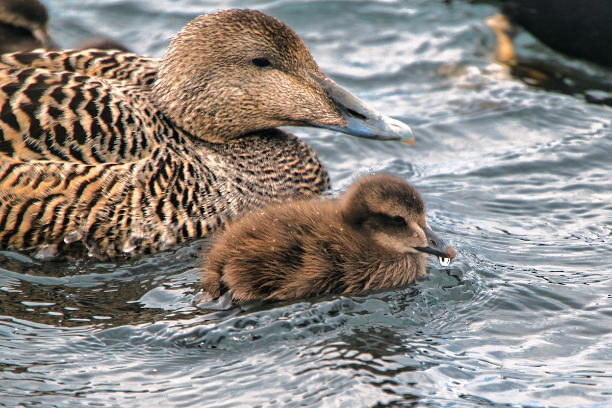 Common Eider - ML620890655