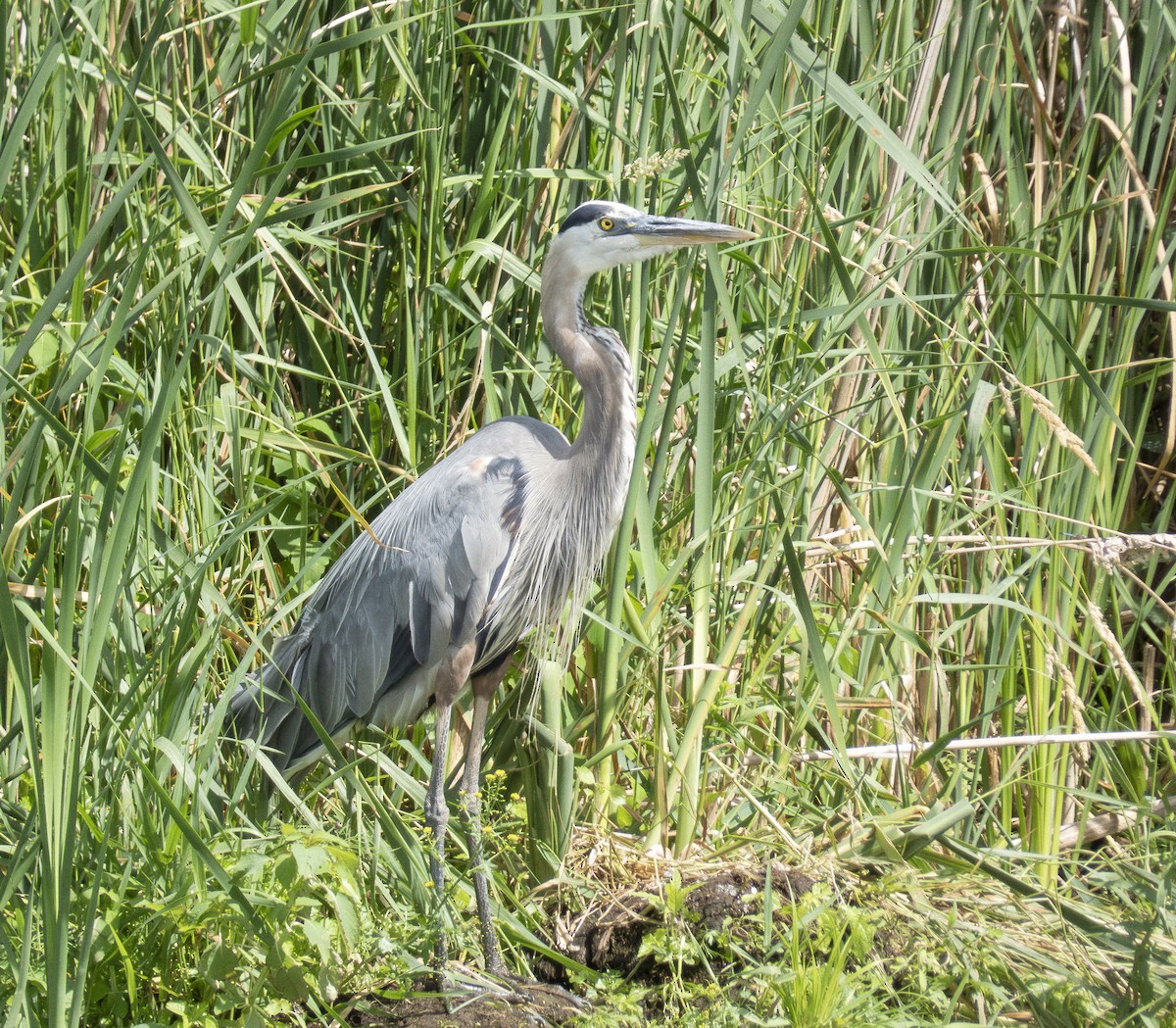 Great Blue Heron - ML620890657