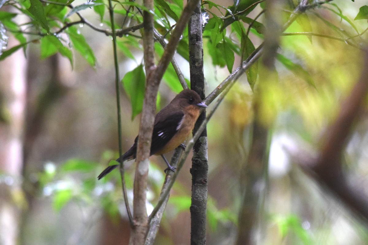 Black-goggled Tanager - ML620890658