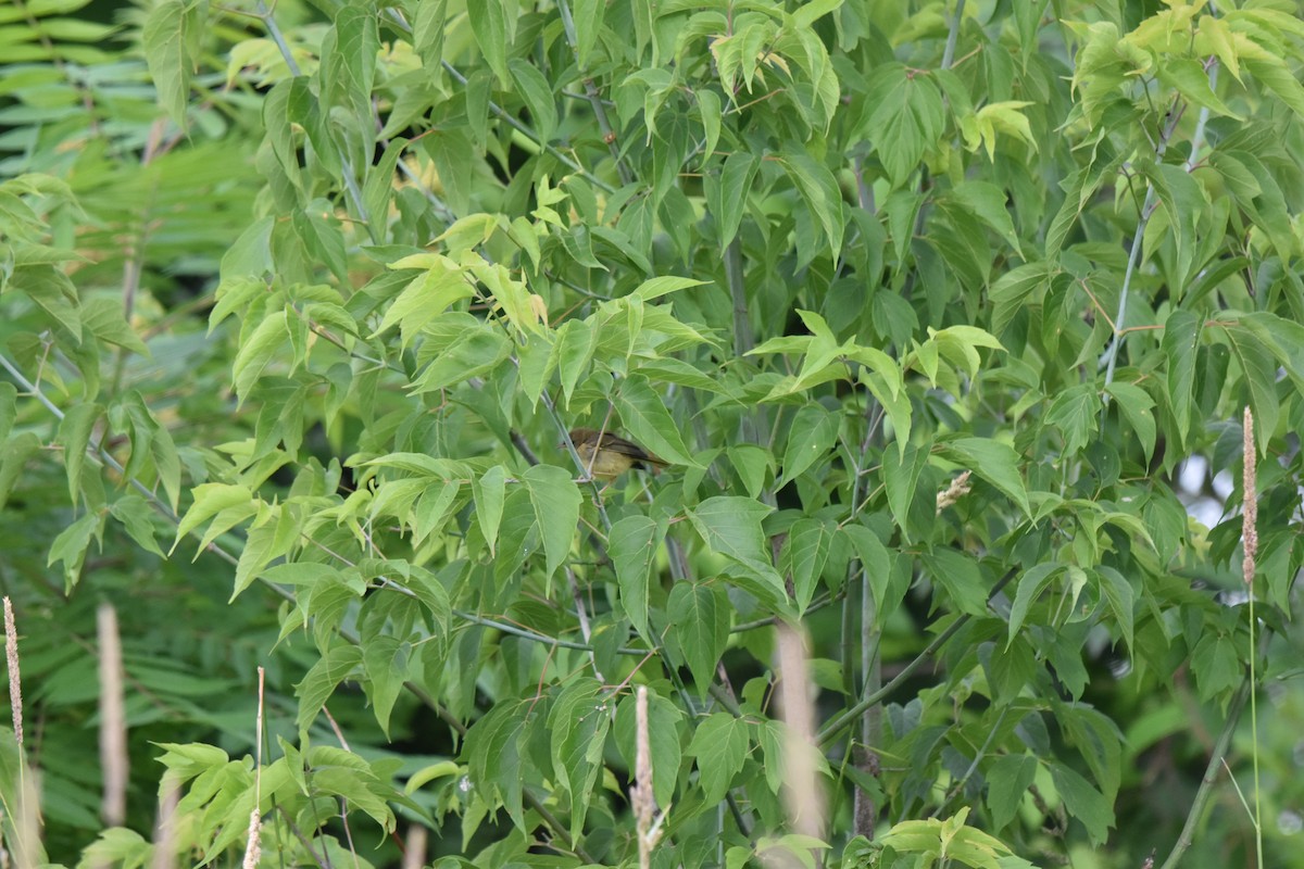 Common Yellowthroat - ML620890660