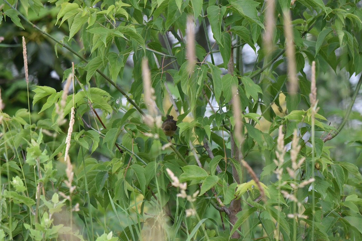 Common Yellowthroat - ML620890661