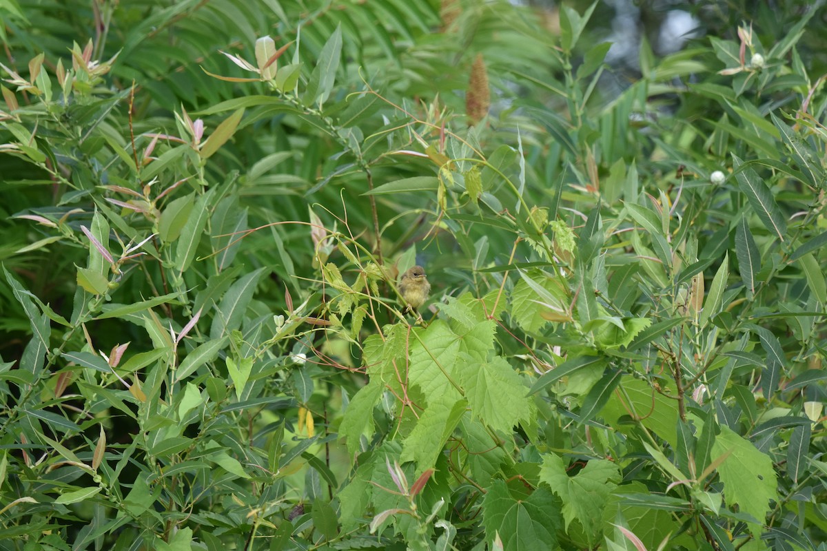 Common Yellowthroat - ML620890662