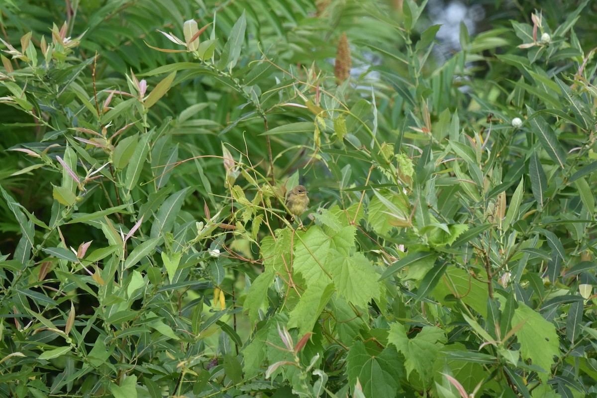 Common Yellowthroat - ML620890663