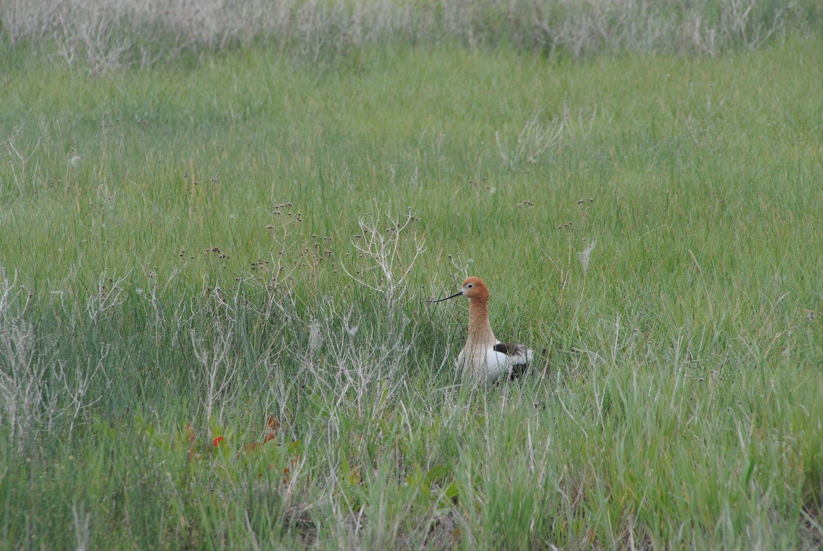 Avocette d'Amérique - ML620890664