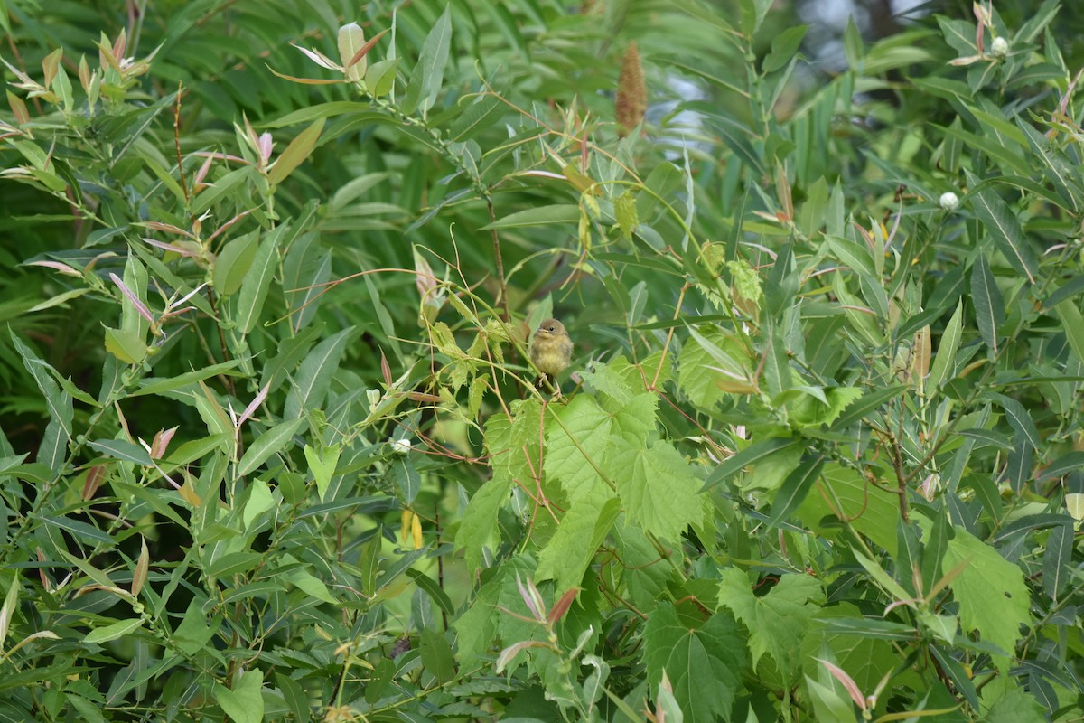 Common Yellowthroat - ML620890665