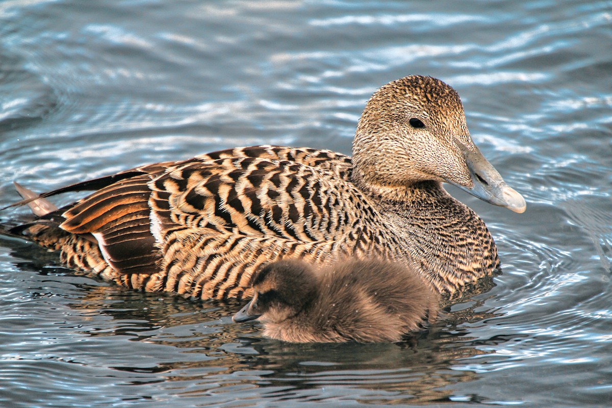 Common Eider - ML620890666