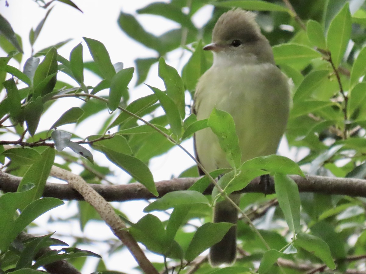 Yellow-bellied Elaenia - ML620890668