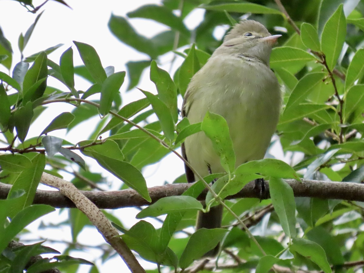 Yellow-bellied Elaenia - ML620890669