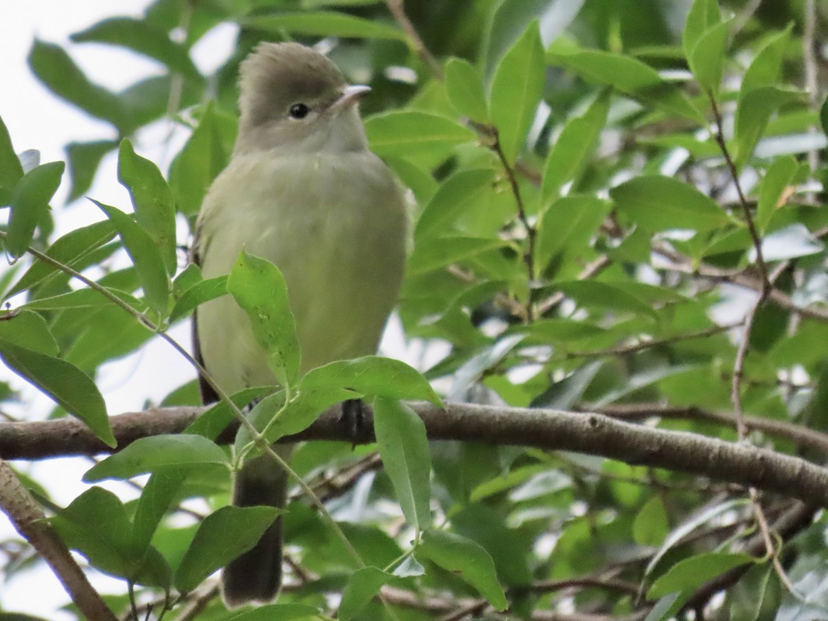 Yellow-bellied Elaenia - ML620890670