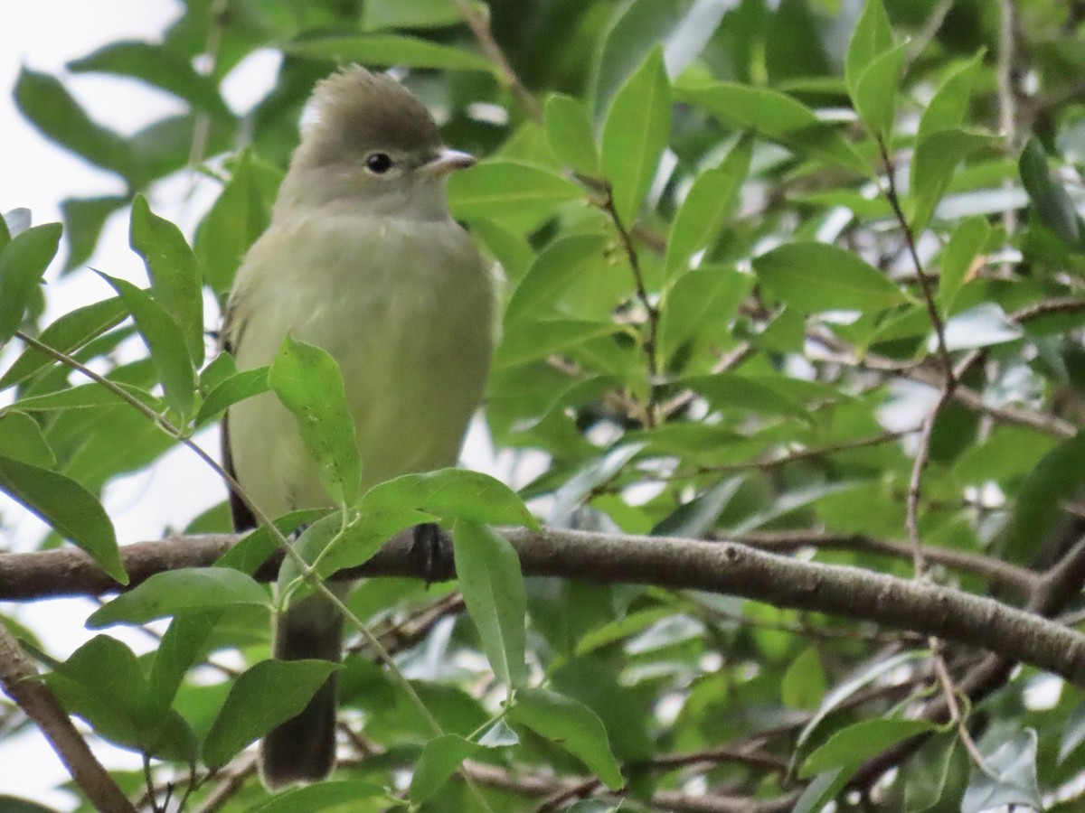 Yellow-bellied Elaenia - ML620890671