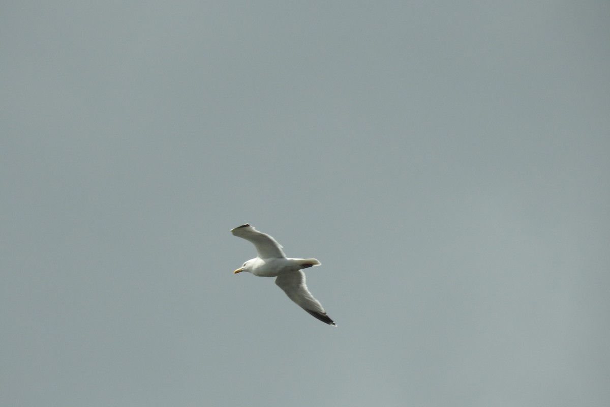 Gaviota Argéntea - ML620890673