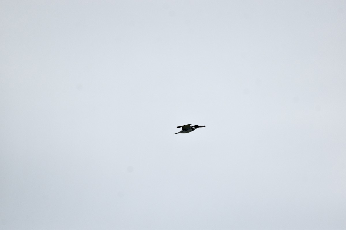 Belted Kingfisher - Nancy Lance