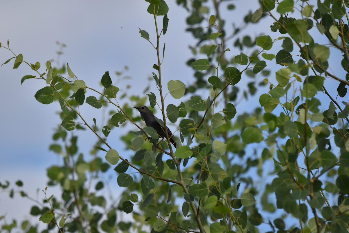 Gray Catbird - ML620890680