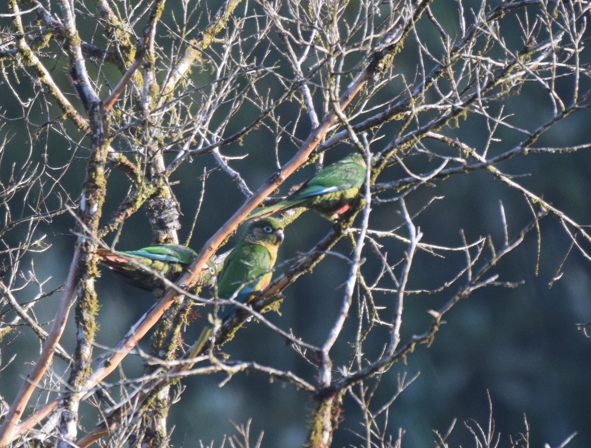 Maroon-bellied Parakeet - ML620890700