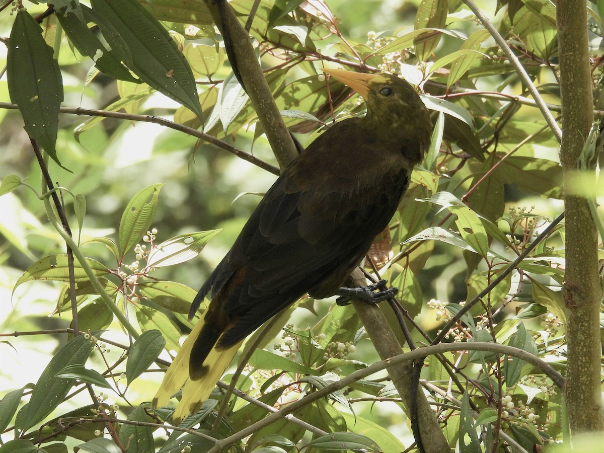 Russet-backed Oropendola - ML620890702