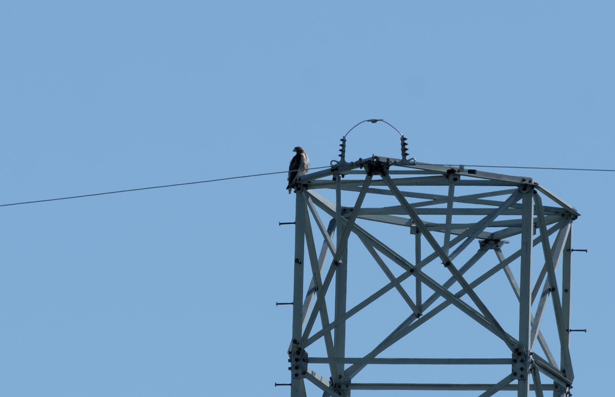 Red-tailed Hawk - ML620890703