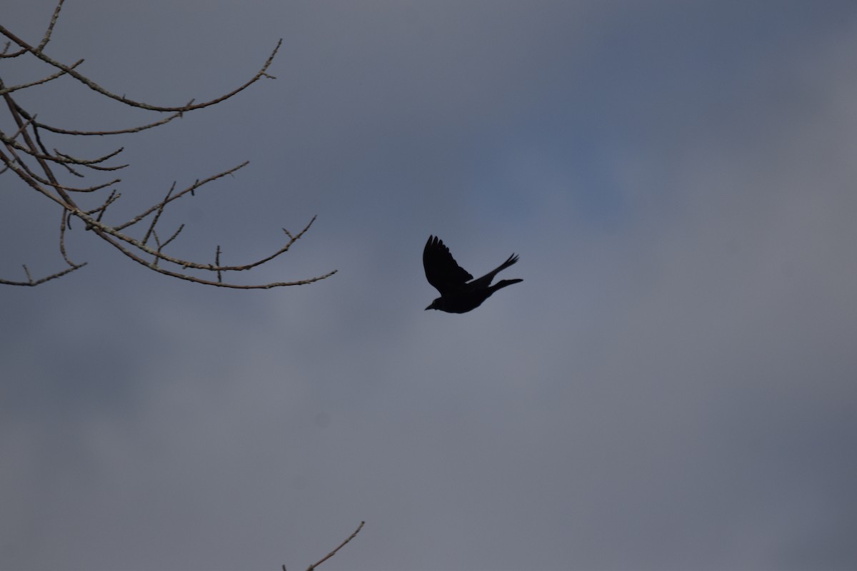 Common Grackle - ML620890705