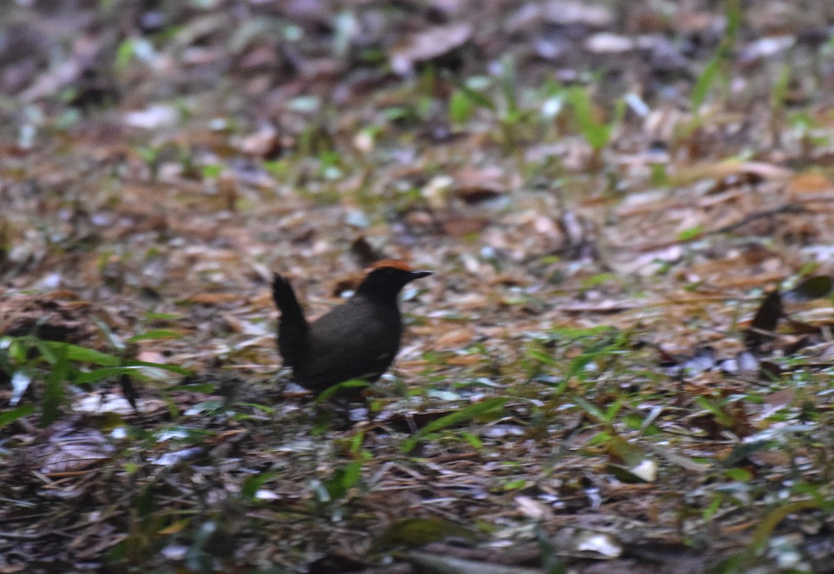 Rufous-capped Antthrush - ML620890706