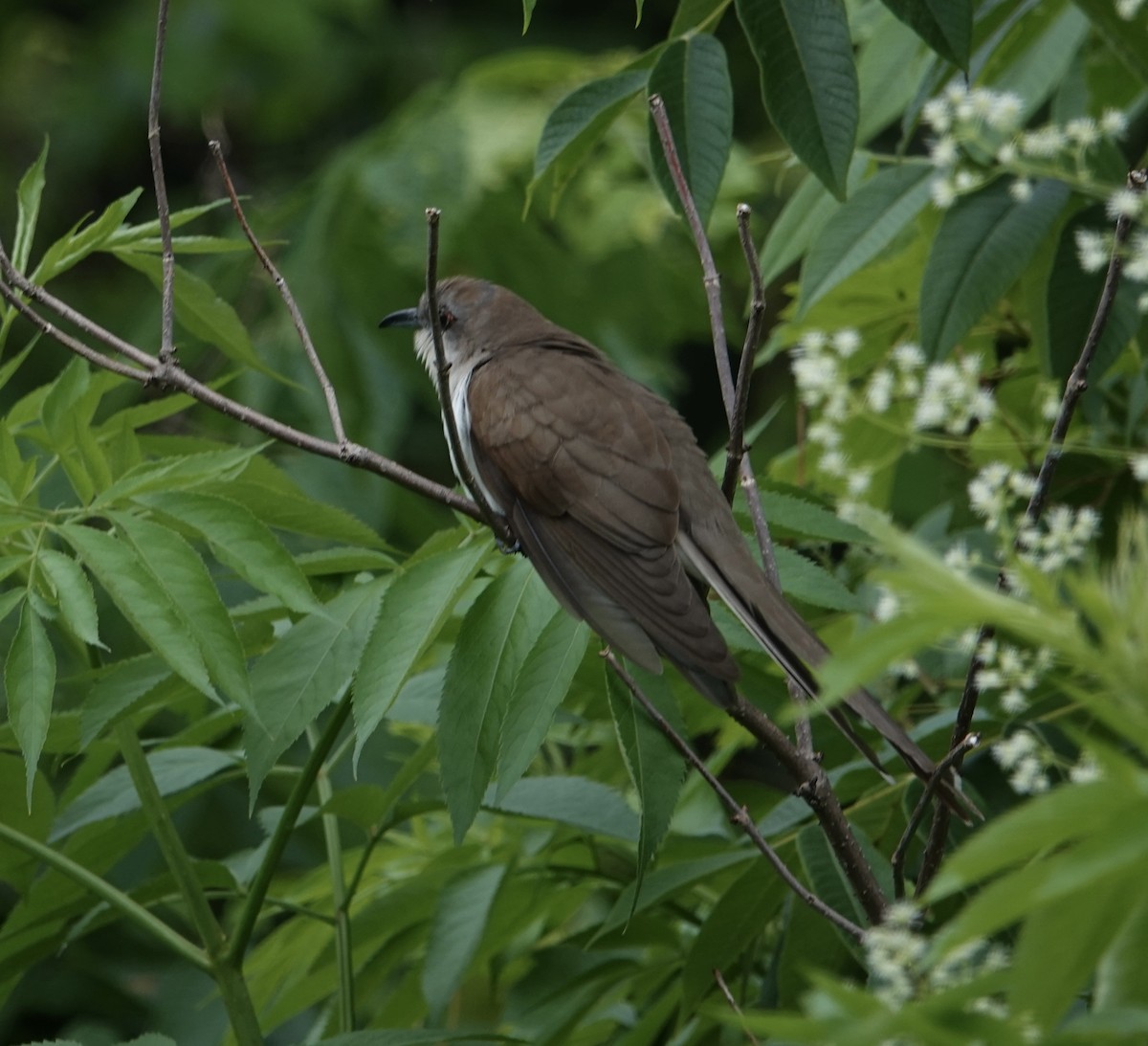 Black-billed Cuckoo - ML620890709