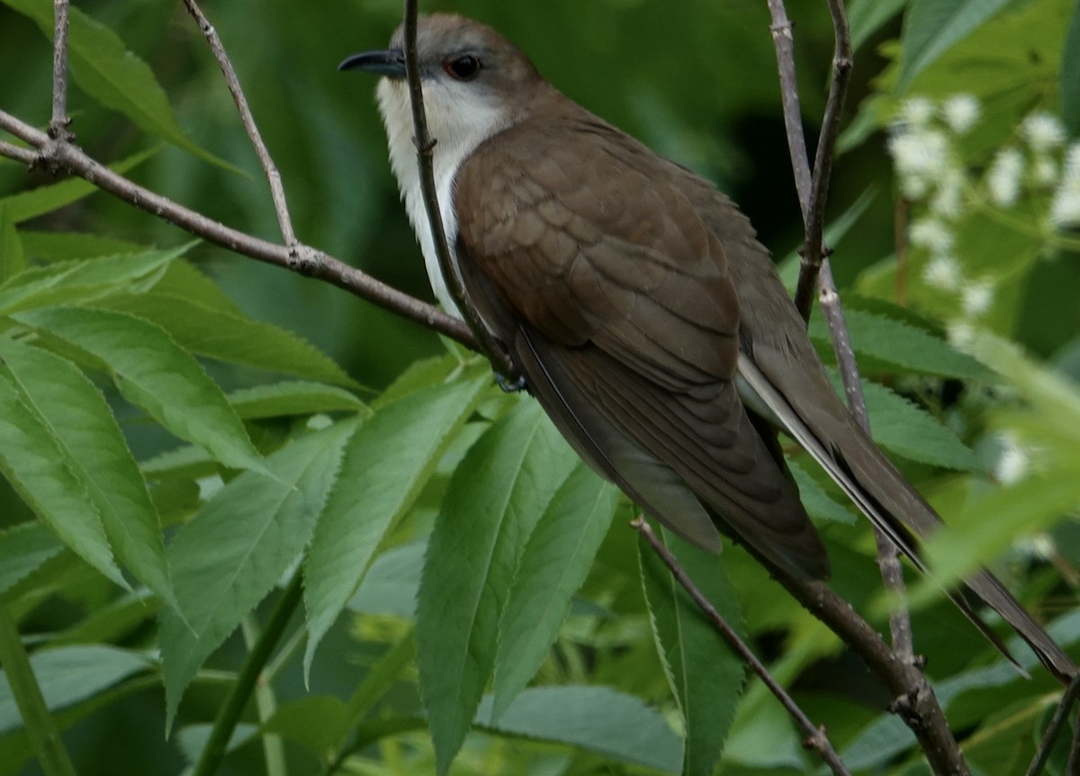 Black-billed Cuckoo - ML620890710