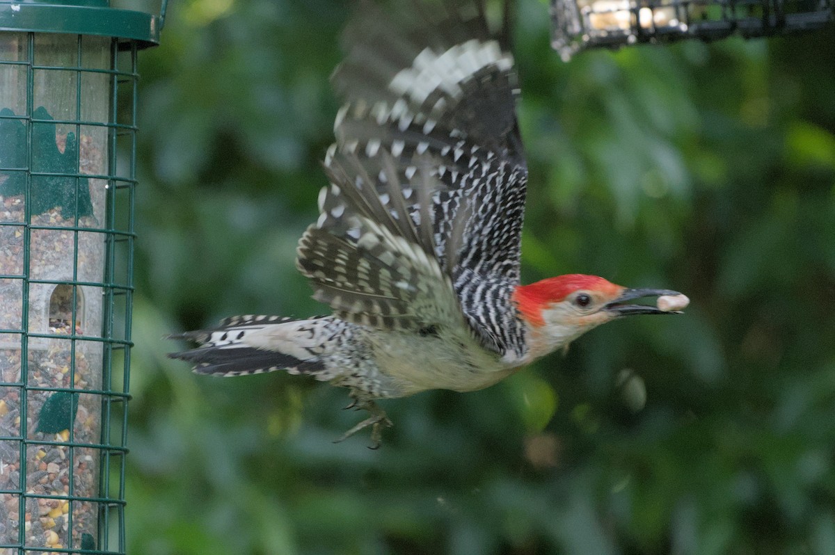 Red-bellied Woodpecker - ML620890711