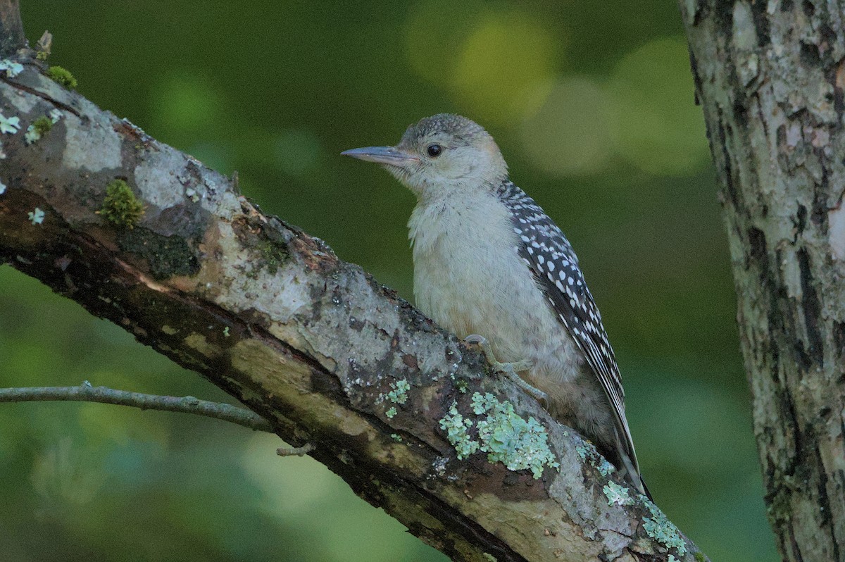 Red-bellied Woodpecker - ML620890712