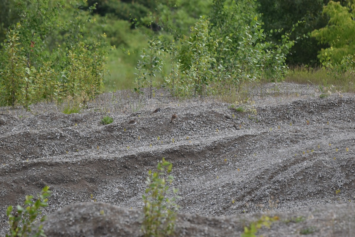 Killdeer - ML620890713