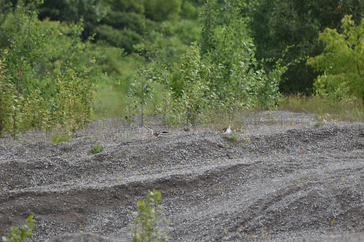 Killdeer - ML620890714