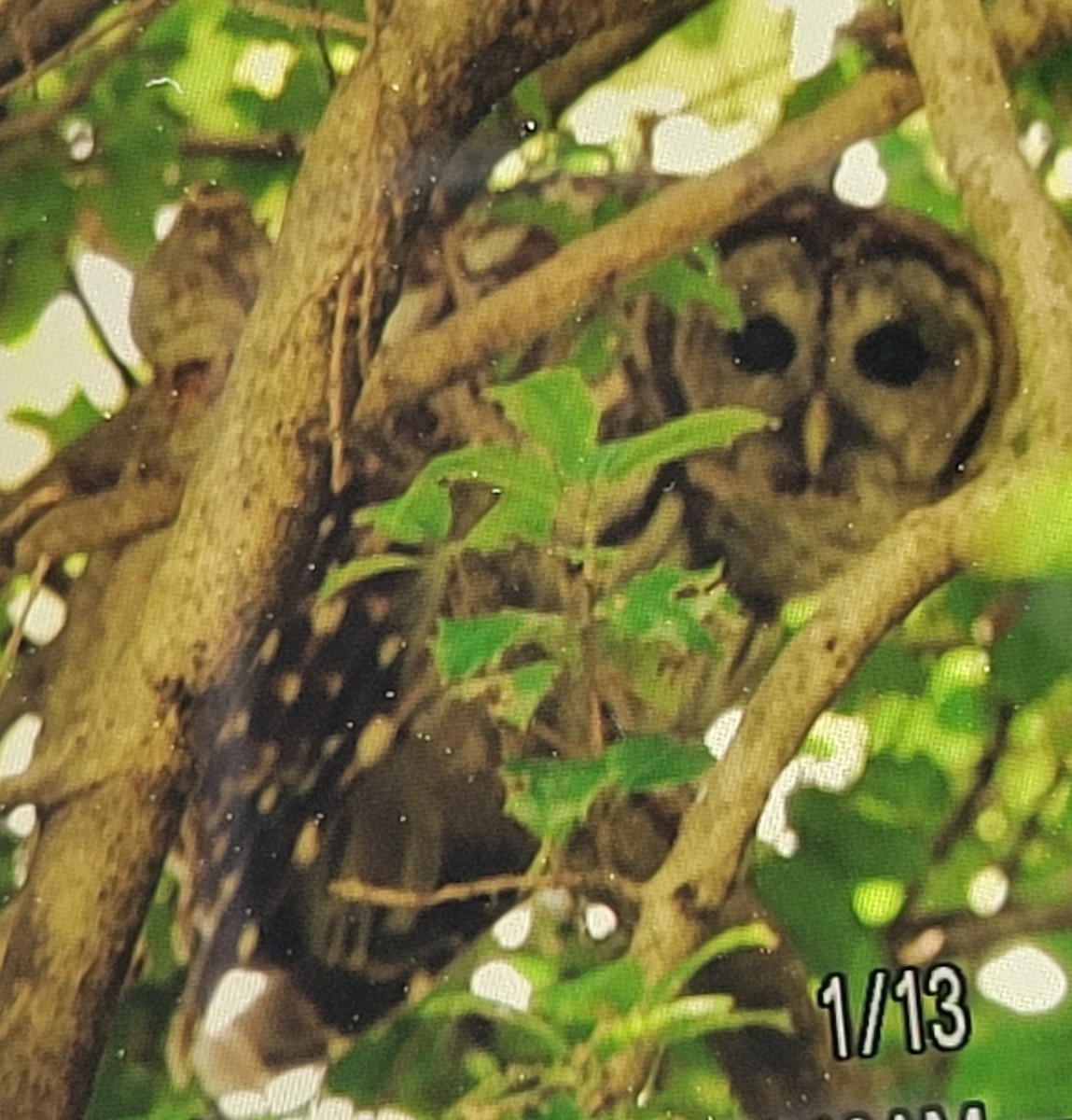 Barred Owl - ML620890717