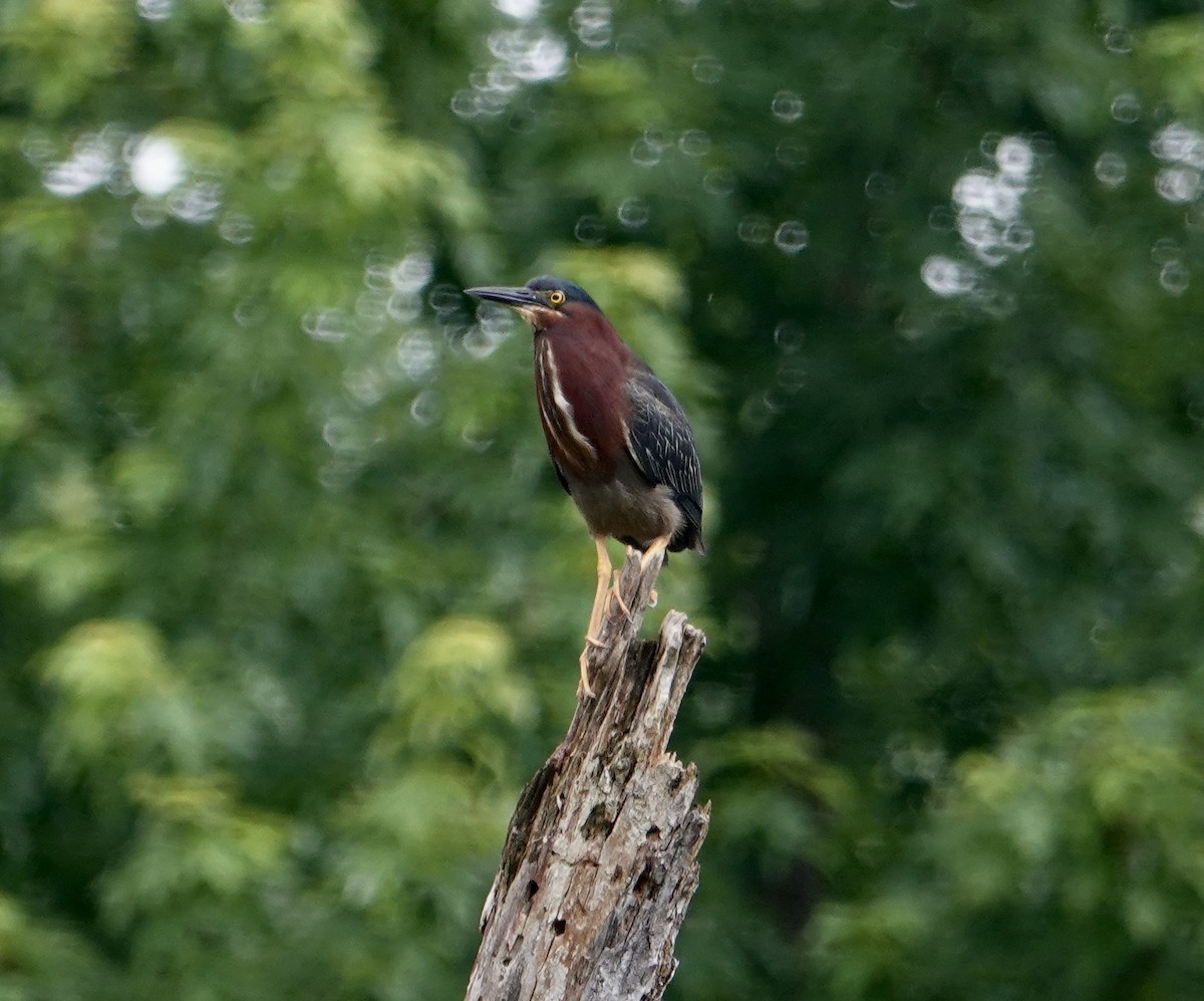 Green Heron - ML620890718