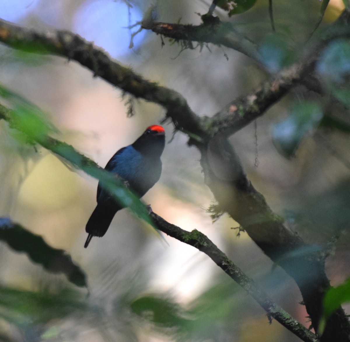 Swallow-tailed Manakin - ML620890719