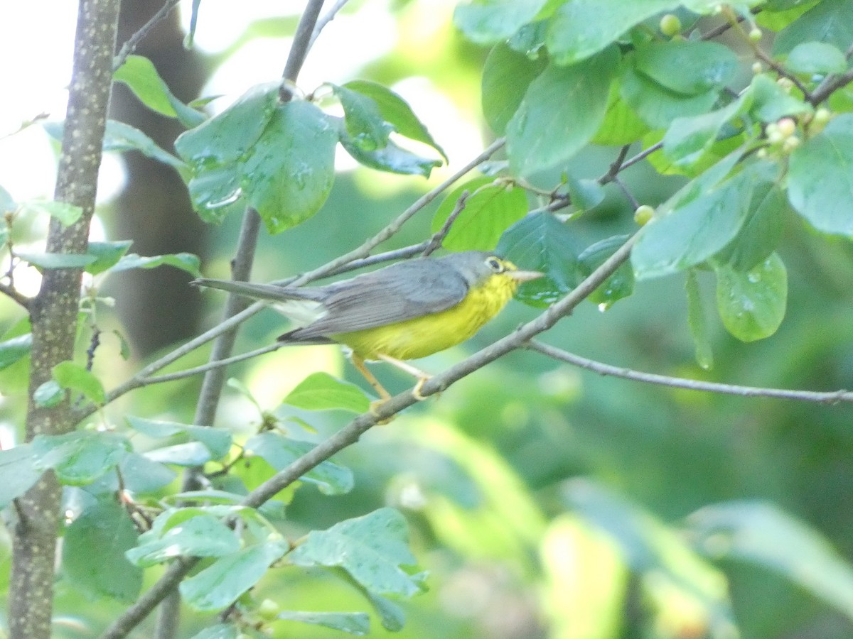 Canada Warbler - ML620890721